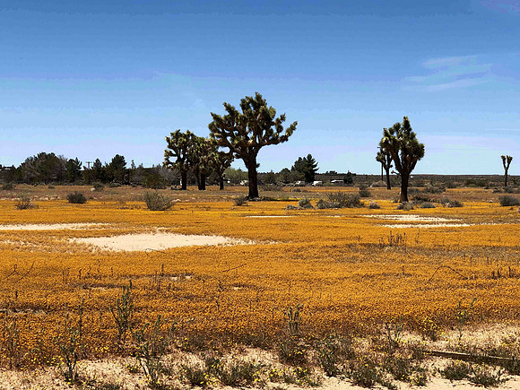 CA Poppy Reserve